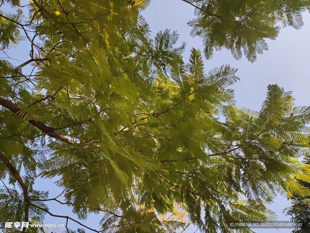 仰视翠绿枝叶与蓝天