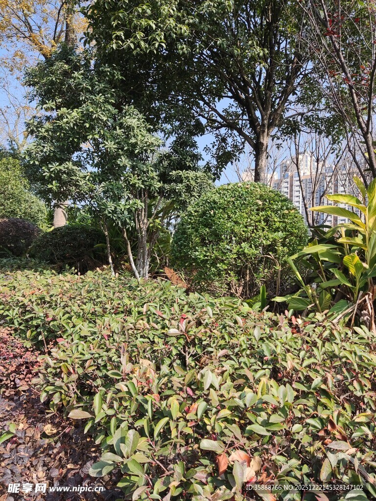 户外绿植景观一角