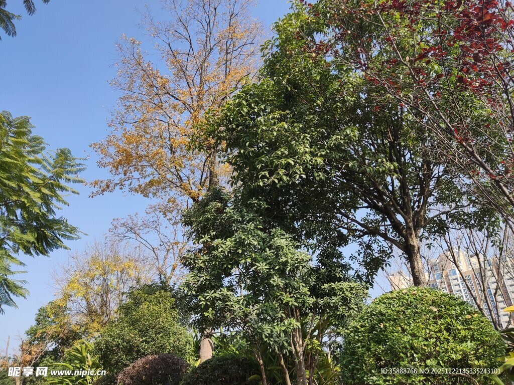 秋日繁茂树林景观
