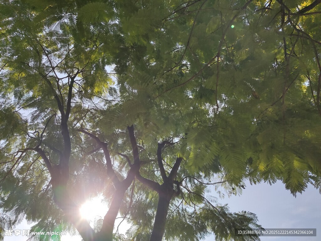 阳光透过树叶洒下的美景