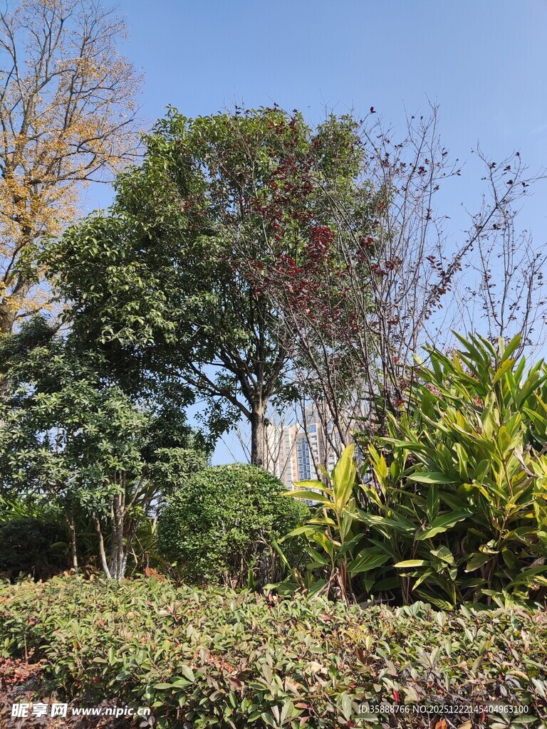 户外繁茂绿植景观