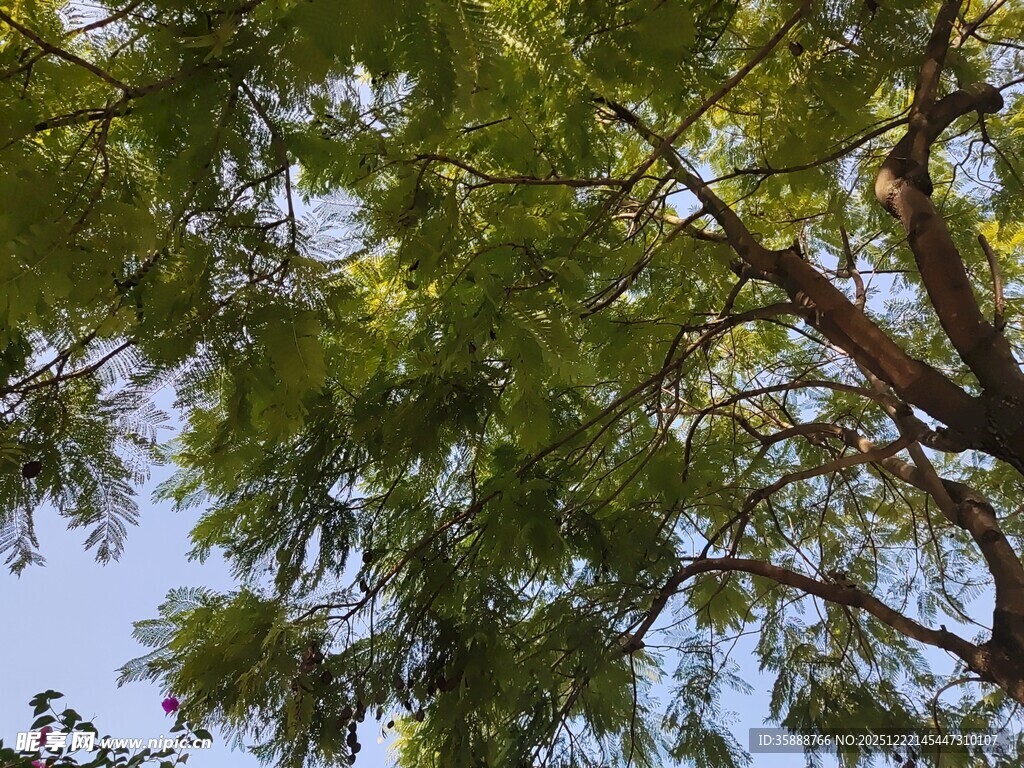 仰视翠绿繁茂的树枝树冠