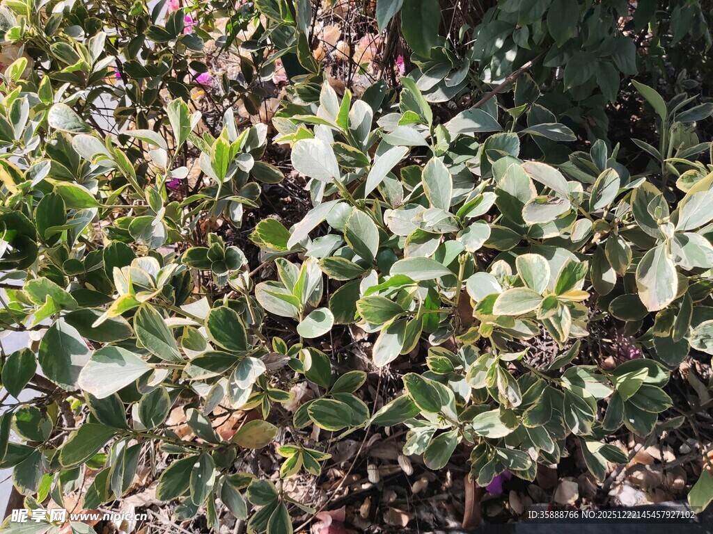 绿叶植物特写