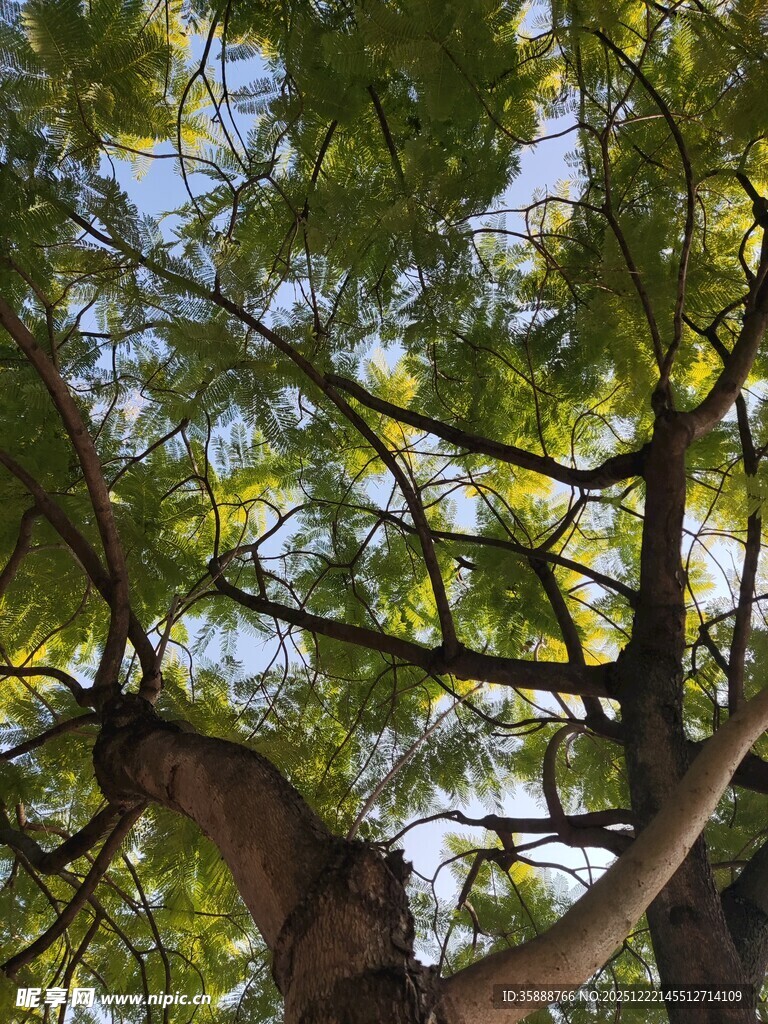 仰视繁茂树冠