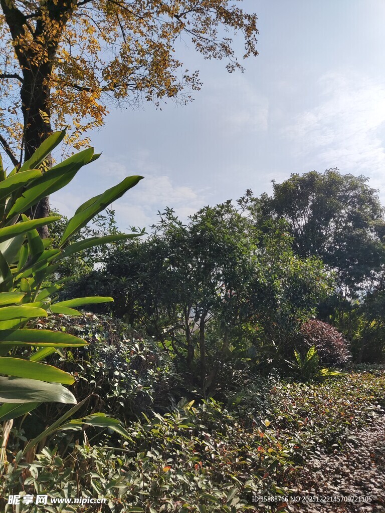 户外繁茂绿植景观