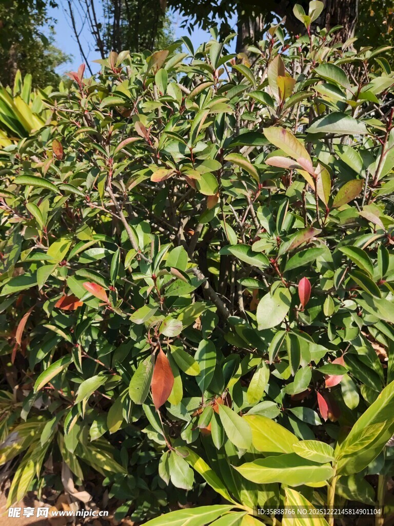 绿叶繁茂的植物景观