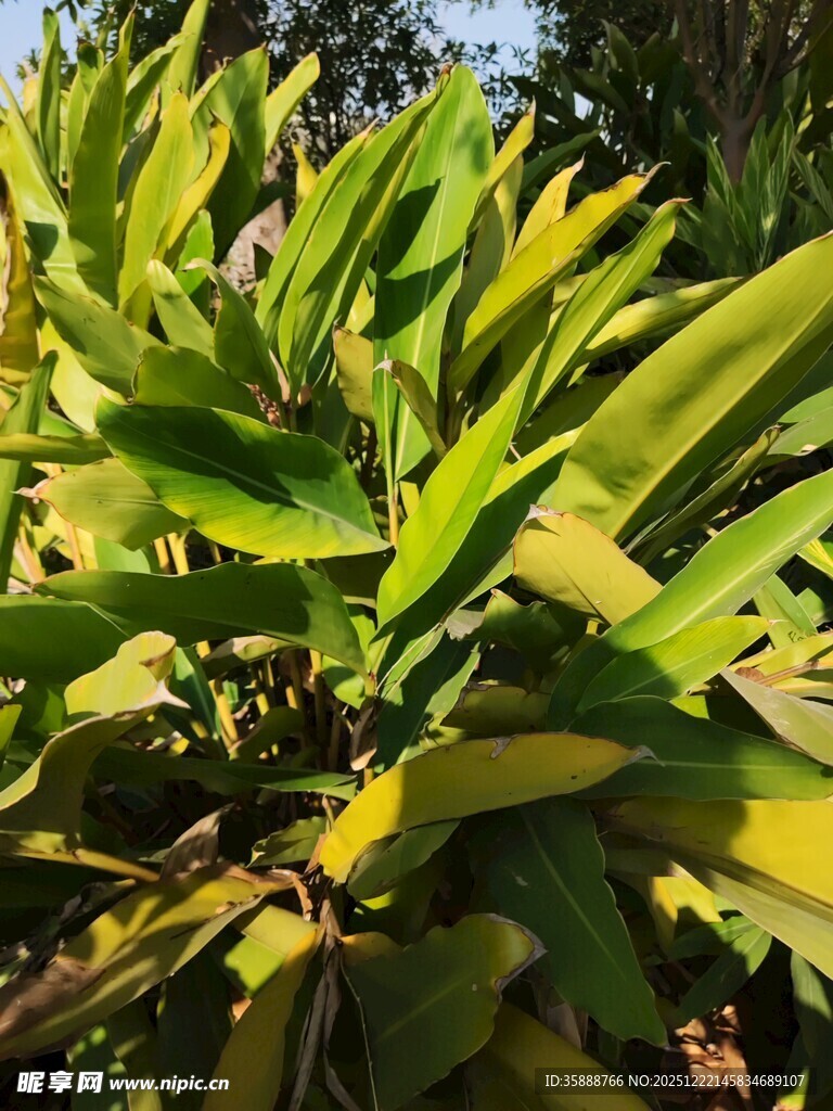 翠绿繁茂的植物叶片