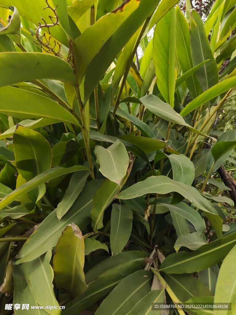 绿叶繁茂的植物景观