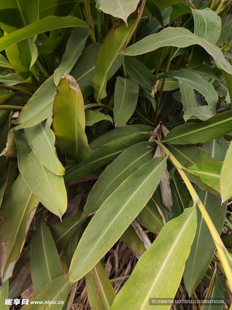 翠绿植物叶片特写