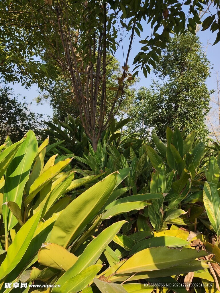 阳光下的繁茂绿植