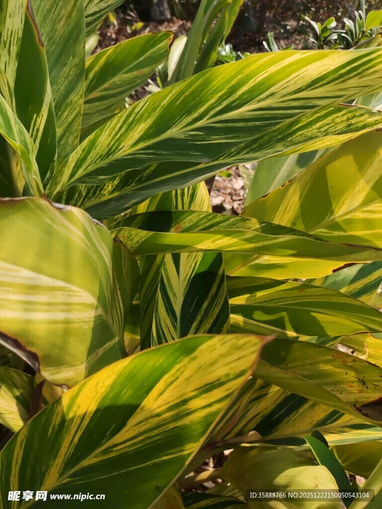 黄绿相间的斑斓植物叶片