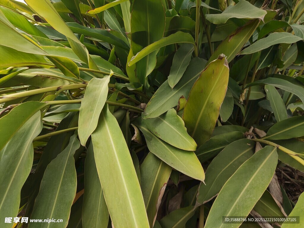翠绿叶片的植物特写