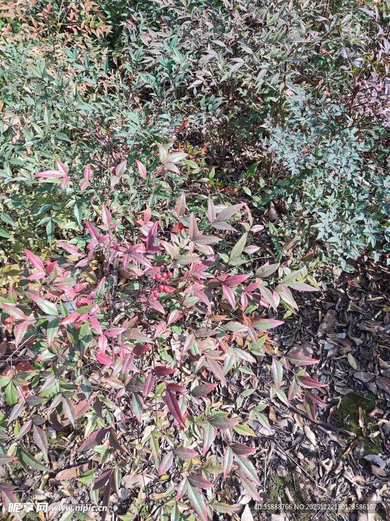 多彩植物景观