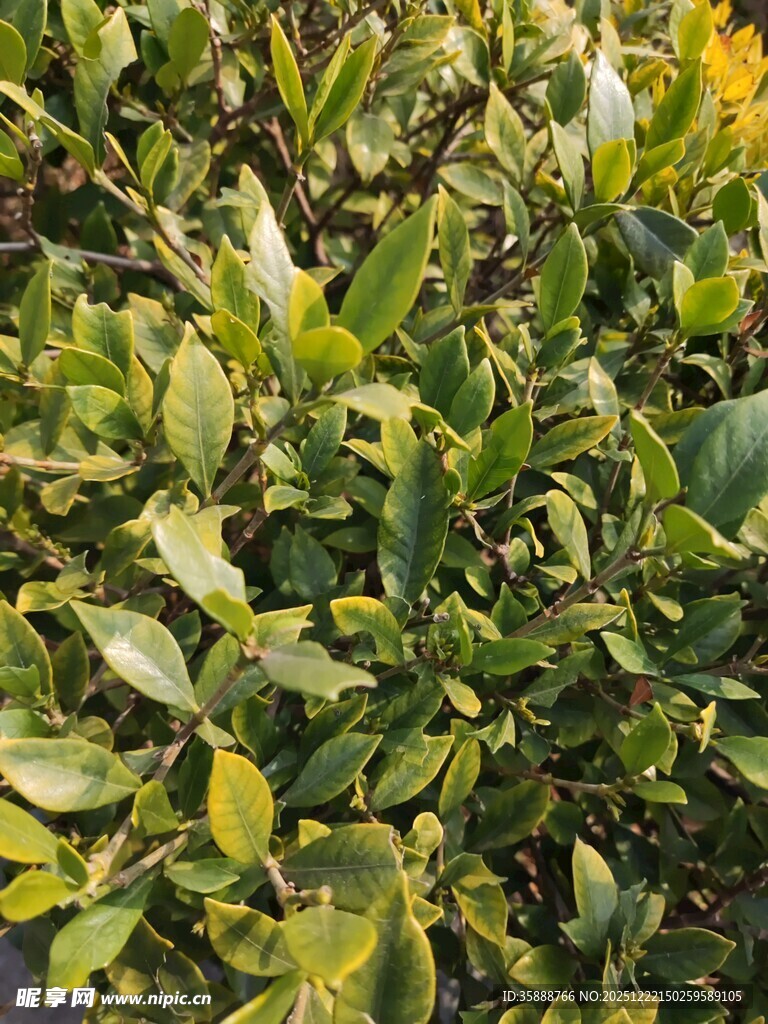 绿叶繁茂的植物景观