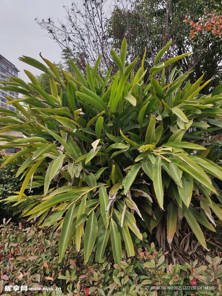 翠绿繁茂的绿植景观