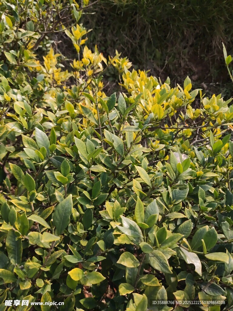 绿叶丛中点缀的黄色花朵