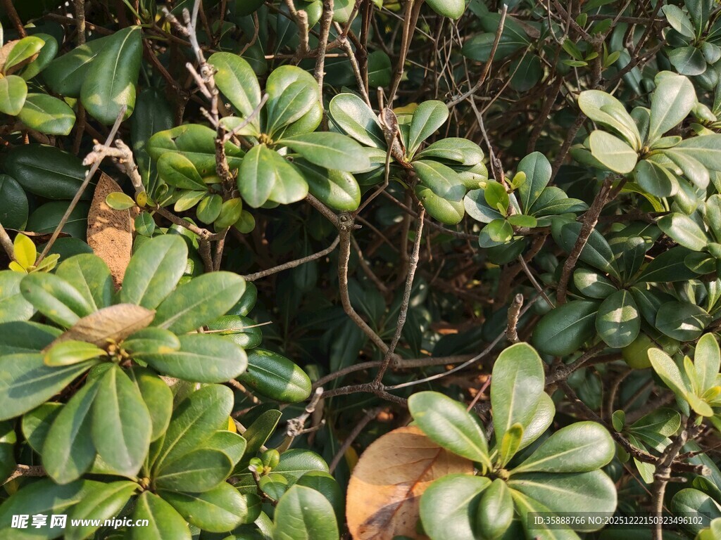 绿叶繁茂的植物景象