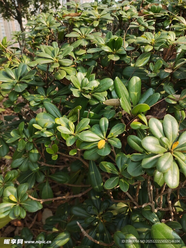 绿叶间绽放的素雅花朵