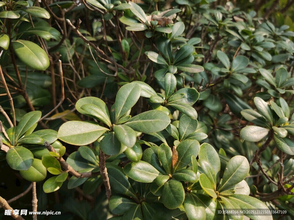 绿叶丛生的植物景观