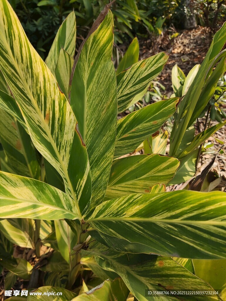 黄绿相间的斑斓叶片植物