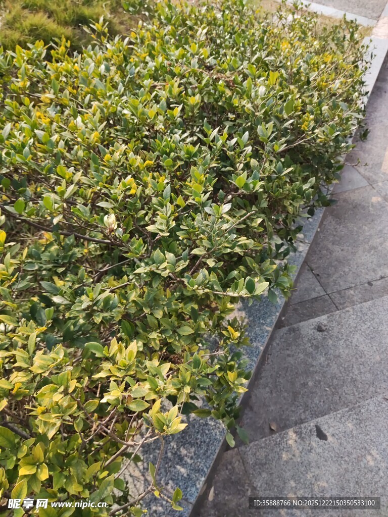 路边翠绿繁茂的灌木丛