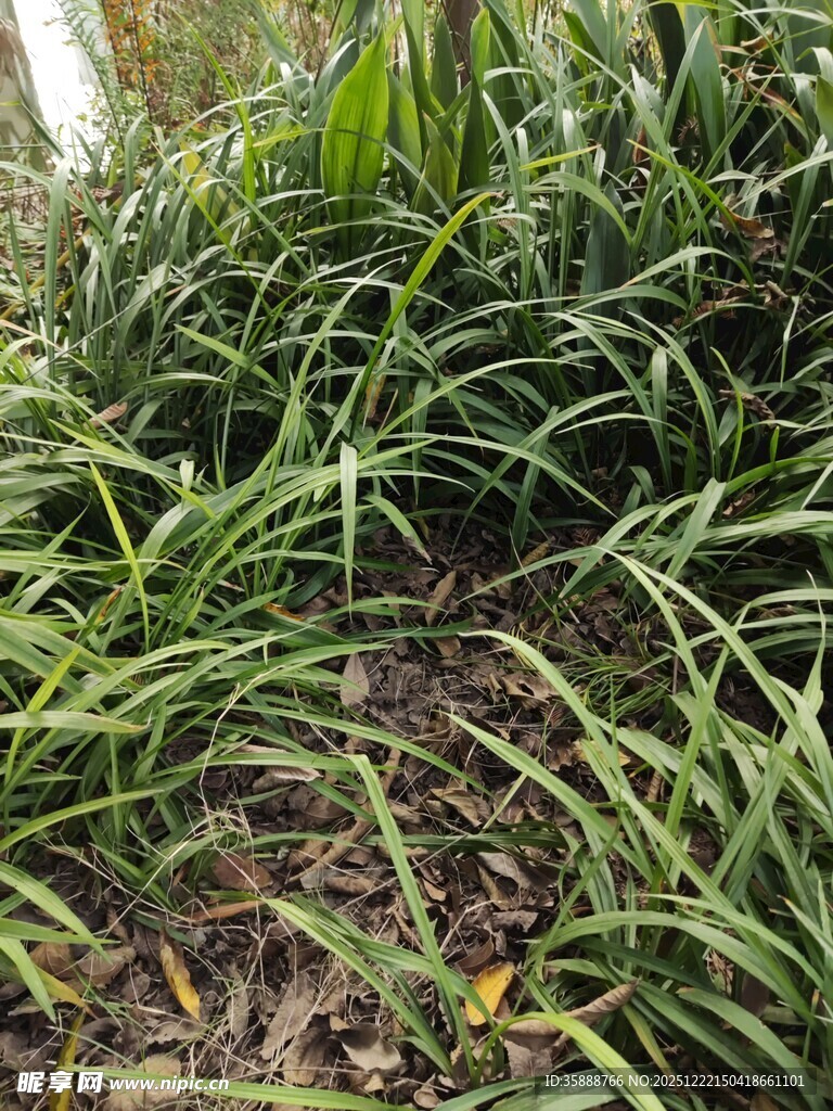 茂密丛生的绿色草本植物