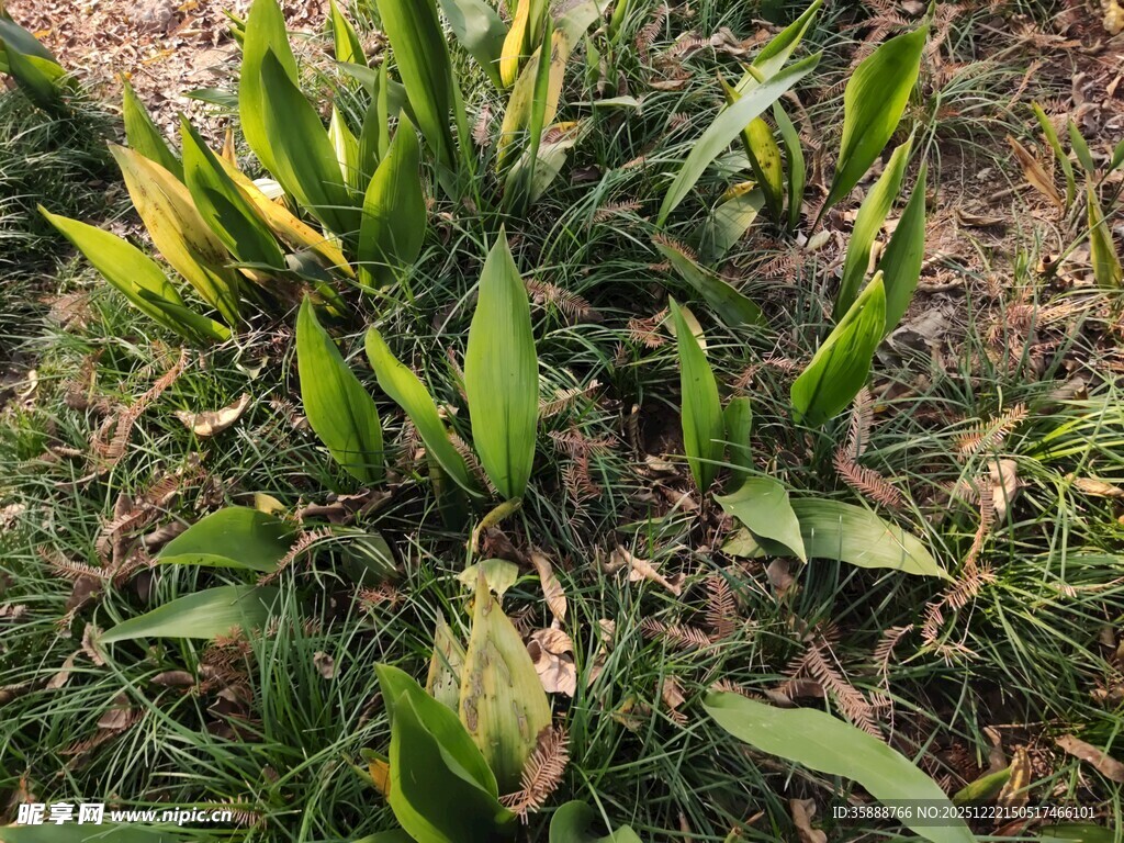 绿叶繁茂的植物景观