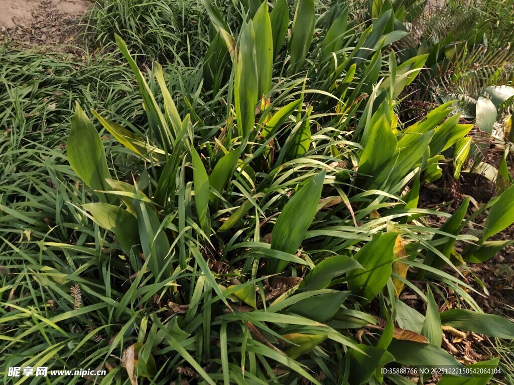 翠绿茂盛的田间植物