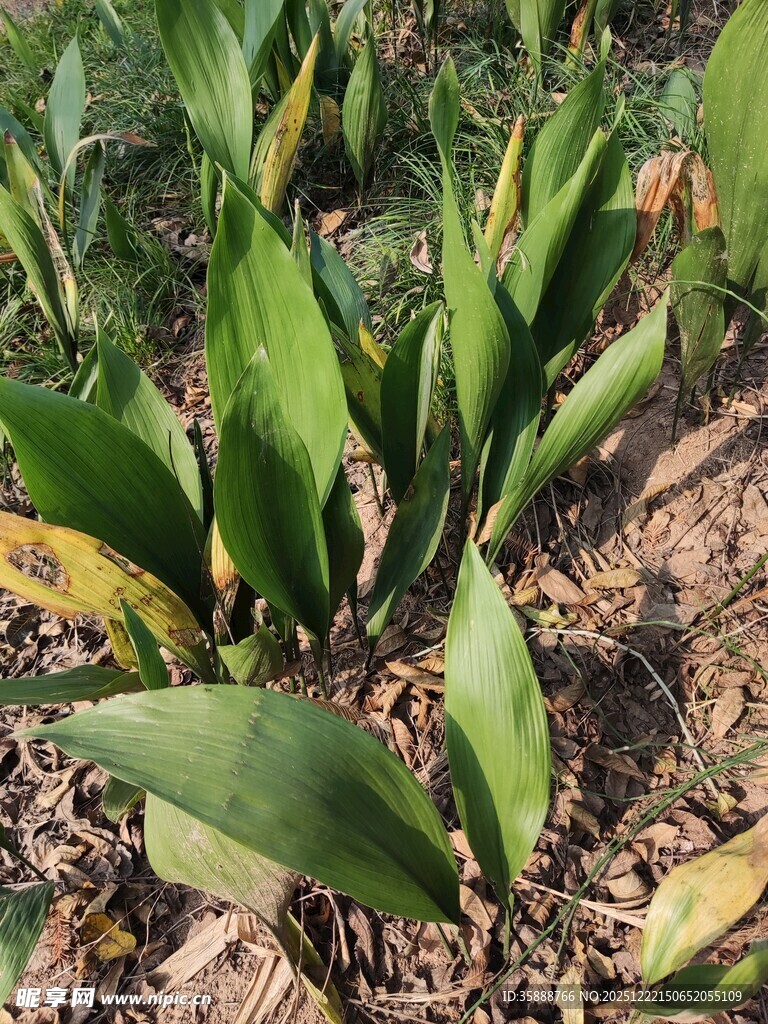 绿叶葱茏的植物景观