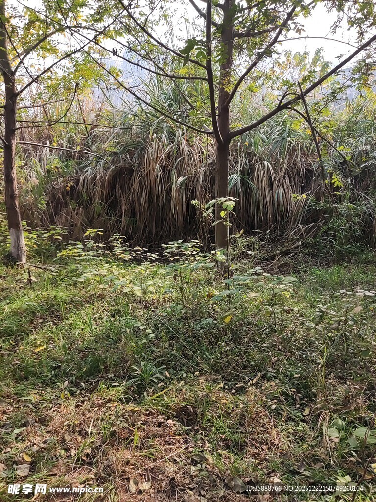 林间绿意盎然的自然景象