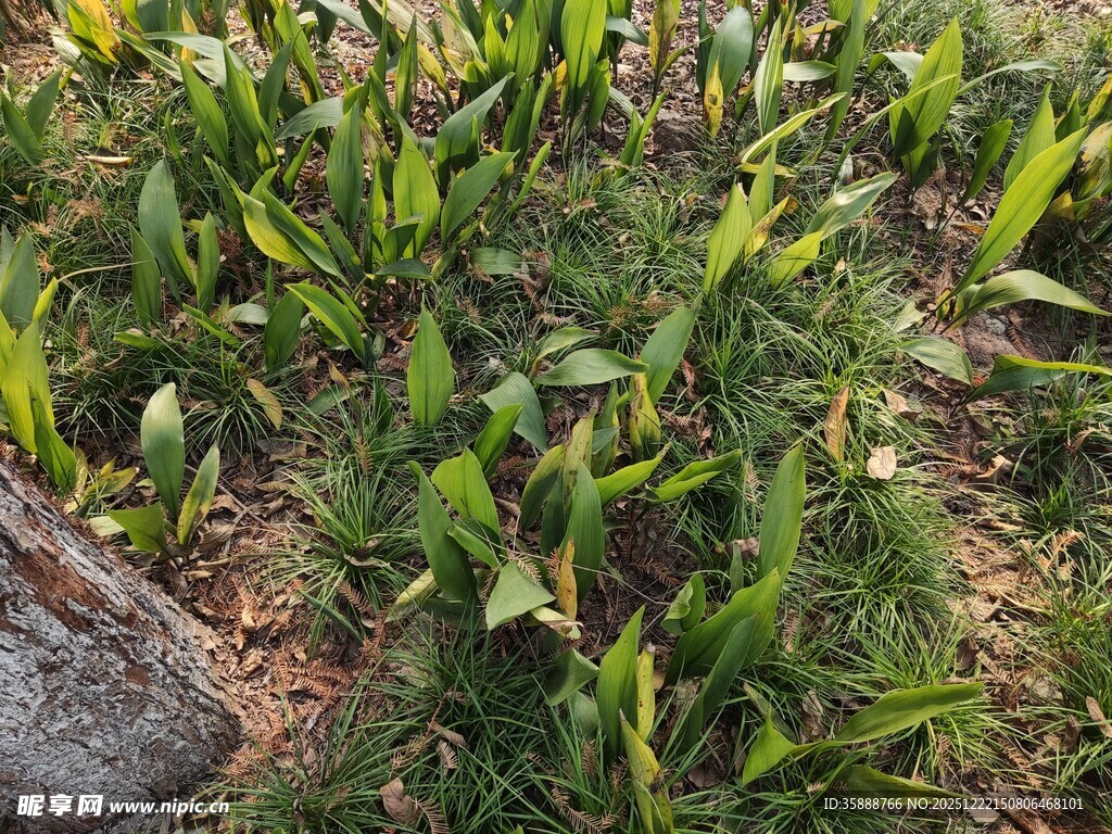 嫩绿植物生长于草地间