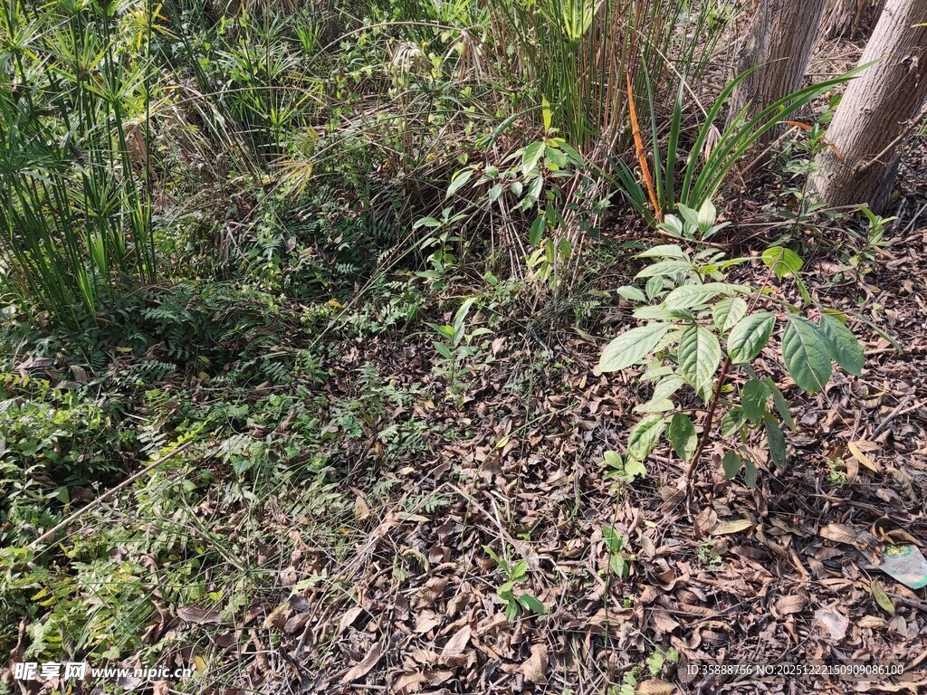 森林中的植物景观