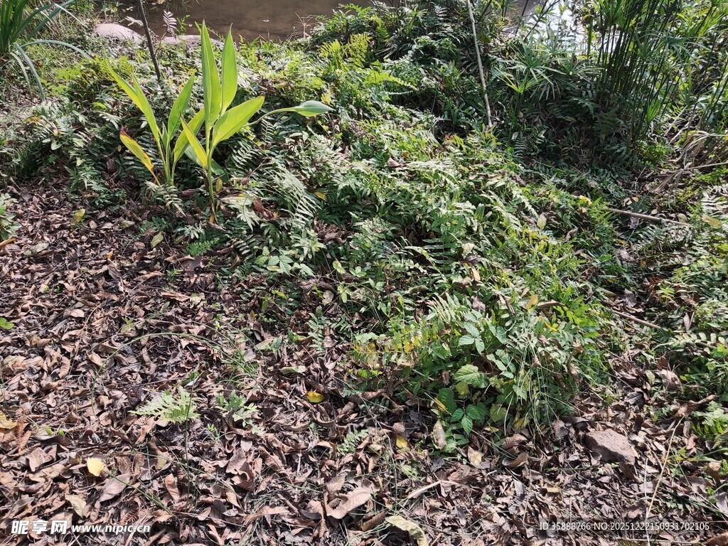 野外繁茂的绿植景观