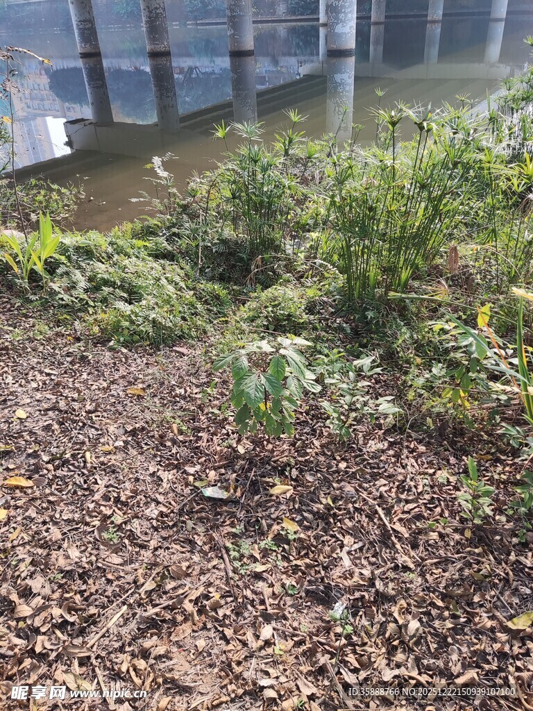 户外绿植景观一角