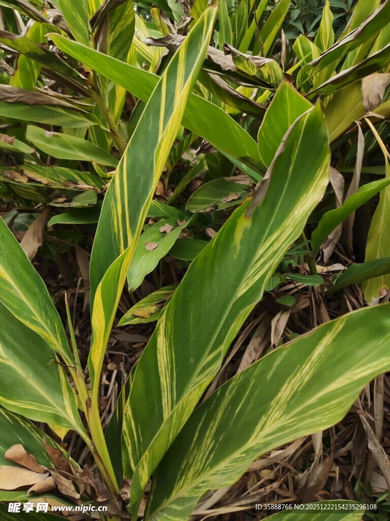 黄绿相间的斑斓叶片植物