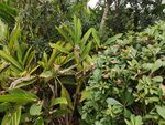 繁茂绿植景观