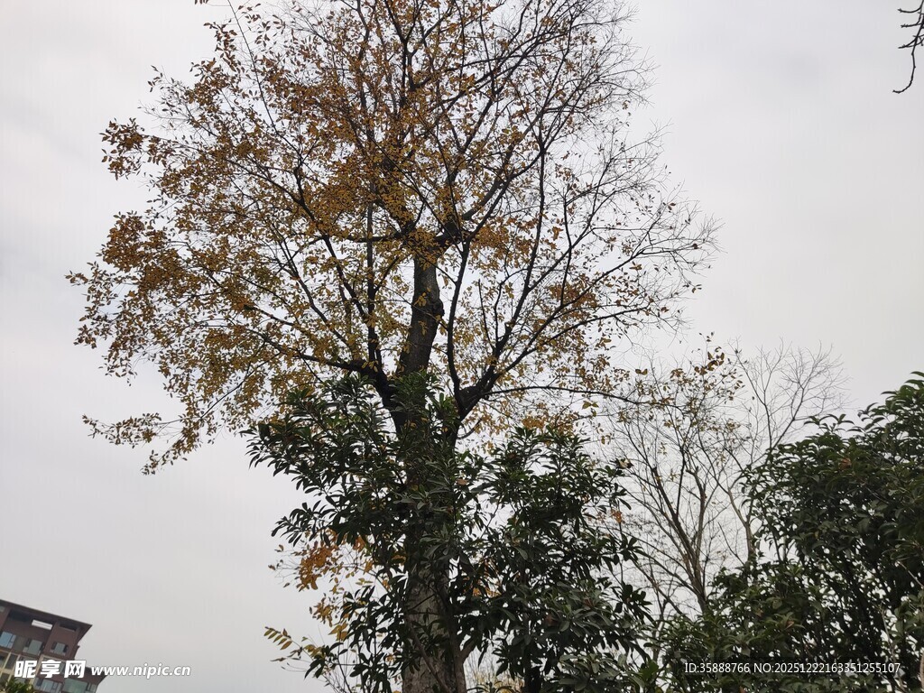 秋日孤树尽显萧瑟之态