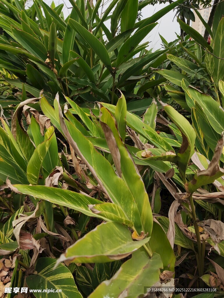 翠绿繁茂的热带植物景观