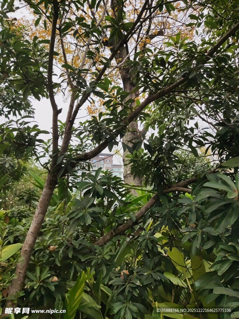 繁茂树林中的绿意景象