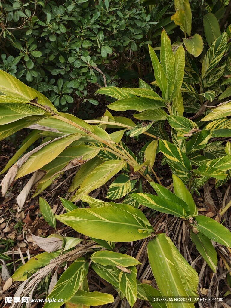 黄绿相间的叶片植物