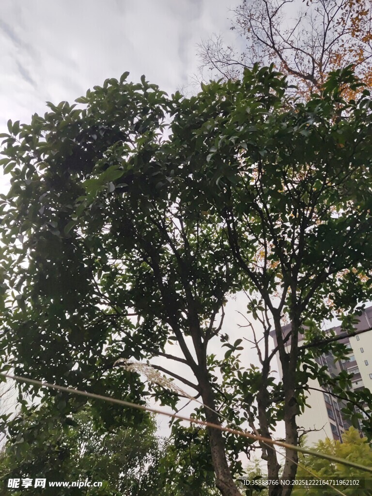 高大繁茂的户外树木景观