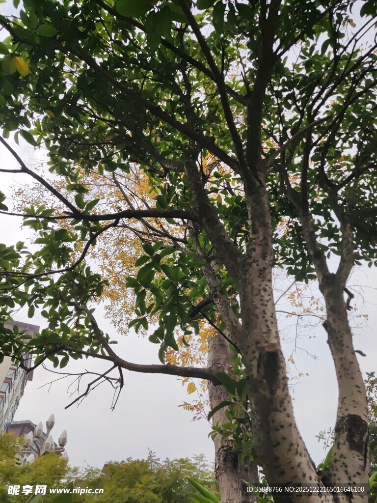 林间大树枝叶繁茂