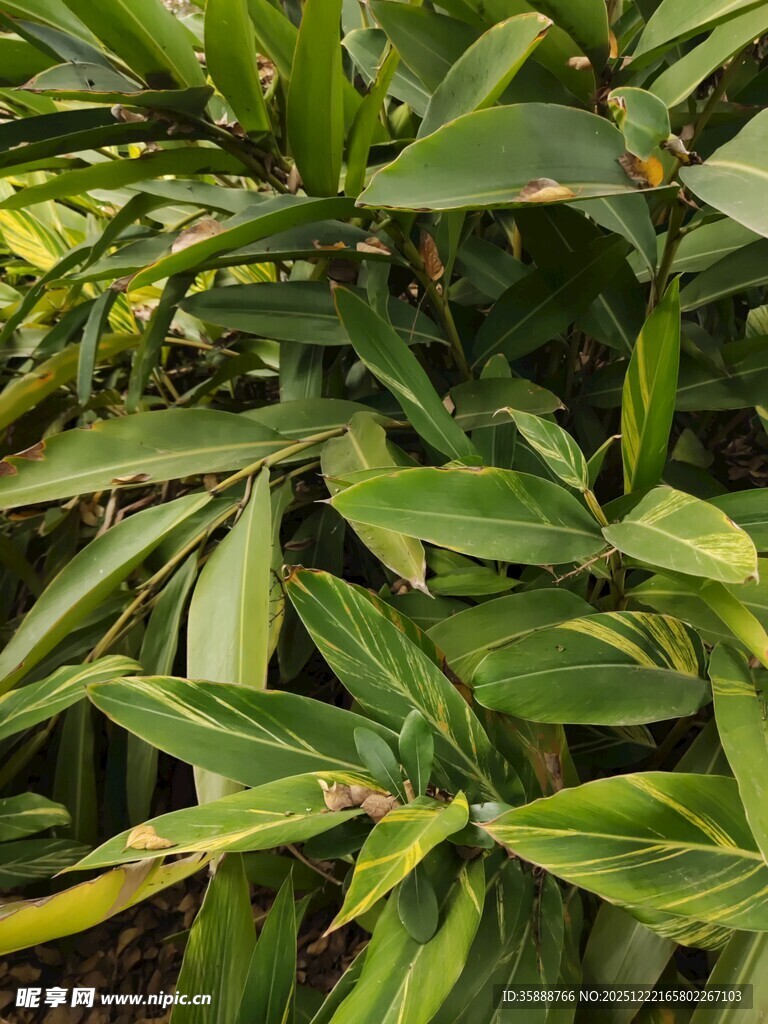 翠绿繁茂的热带植物叶片