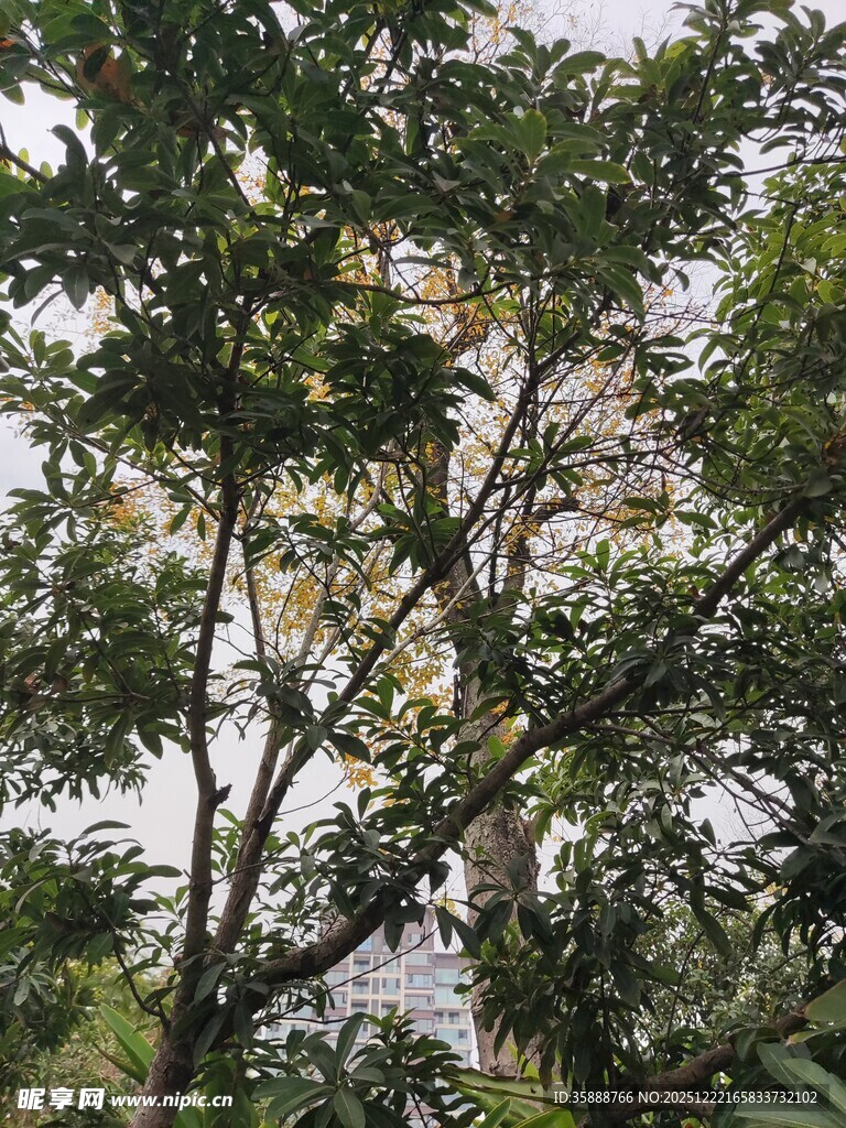 繁茂绿树展现自然生机