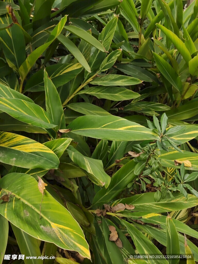 翠绿繁茂的热带植物景观