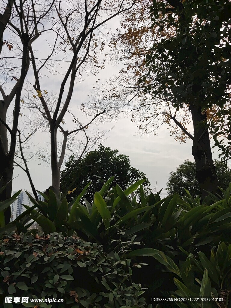 林间景致