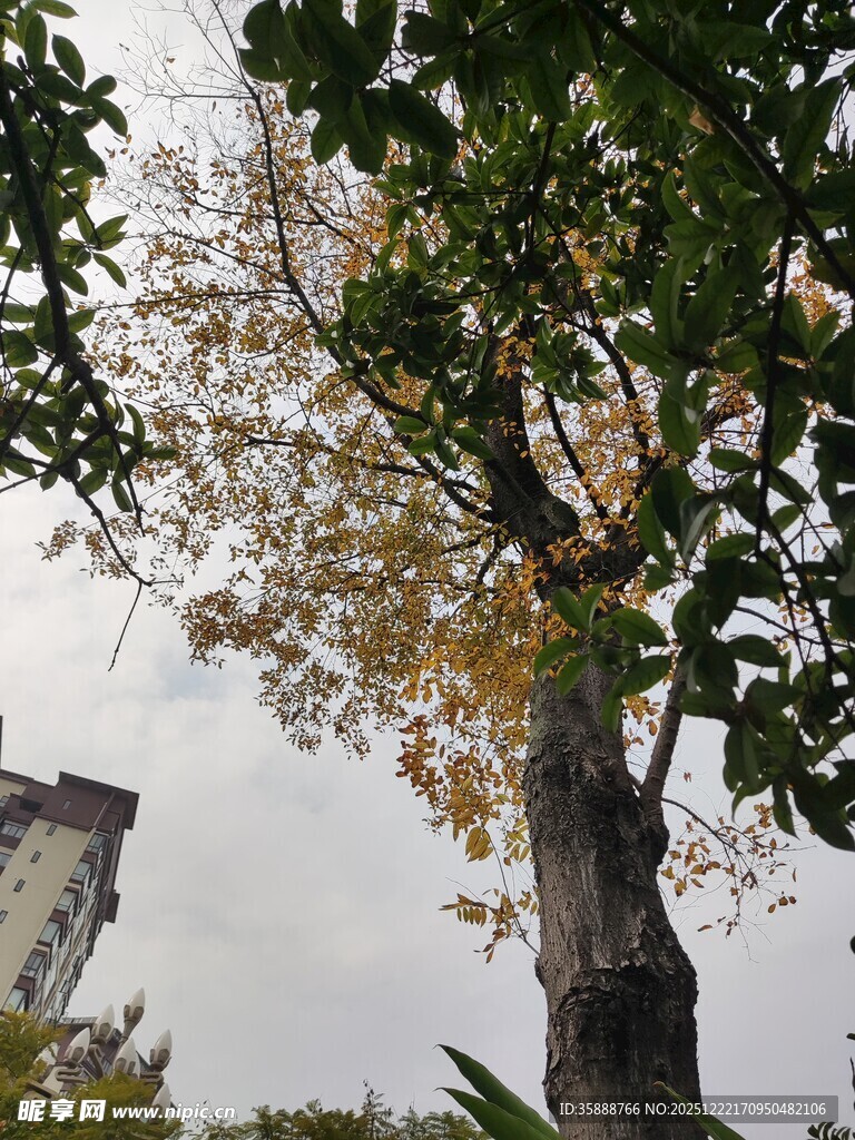 秋日大树与背后高楼景象