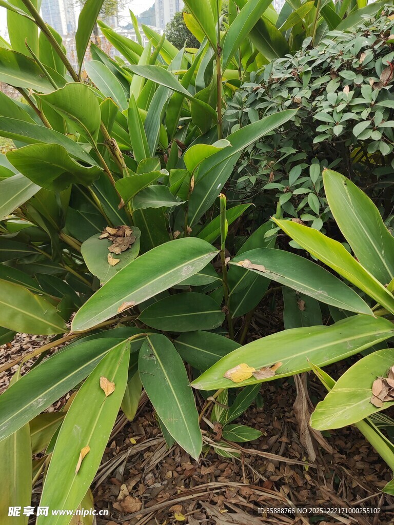 绿叶植物特写