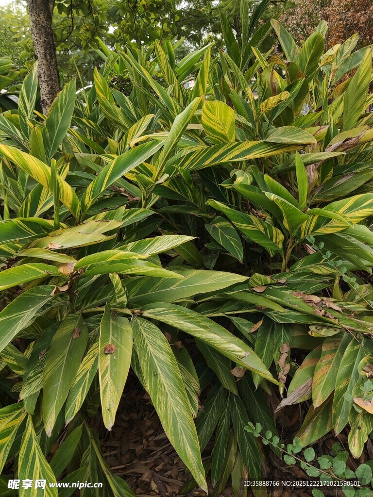 翠绿繁茂的热带观叶植物