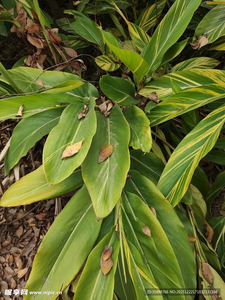 带黄斑的绿色植物叶片